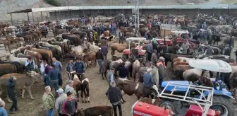 Çekerek'te kurbanlıklar alıcılarını bekliyor