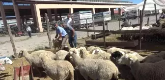 Hayvan pazarında kurban hareketliliği başladı