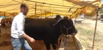 Bayrama ramak kala çadırlarda sıkı kurbanlık pazarlığı başladı