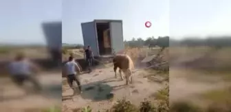 Kurbanlık boğa sahiplerine zor anlar yaşattı