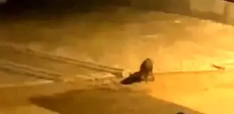Aç kalan domuz sürüsü şehre indi