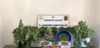 Ayakkabı kutularındaki esrarı dedektör köpek buldu