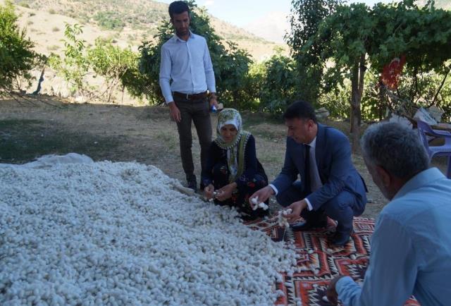 Tütüne alternatif olarak girdikleri ipek böceğinden bir ayda 1 milyon TL kazandılar