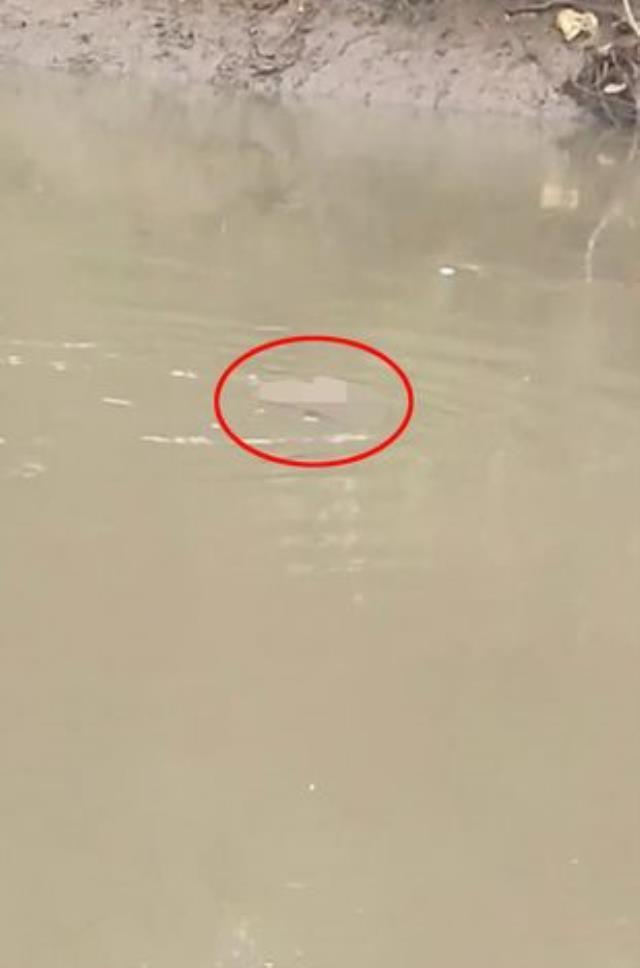 Nehirden aniden çıkan timsah, yakaladığı adamı yuttu! Binlerce köylü o ana şahit oldu