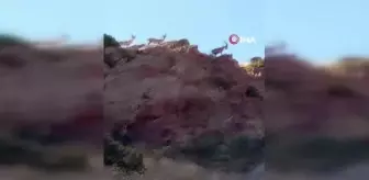 Saray'da yaban keçileri böyle görüntülendi