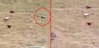 Yaylada otlayan sürüye ayı saldırdı! Çobanın ilginç tepkisi sosyal medyada gündem oldu