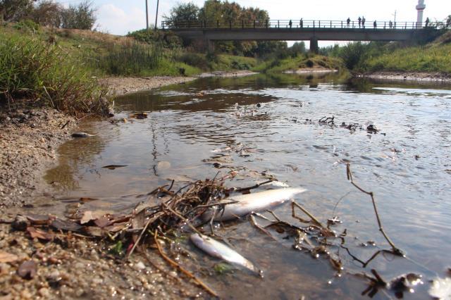 Edirne'deki balık ölümleri kepçe operatörünün yaptığı haya sonucu yaşanmış Edirne'deki balık ölümleri kepçe operatörünün yaptığı haya sonucu yaşanmış