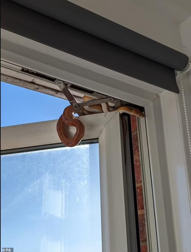 Yatağında mışıl mışıl uyuyan kadın, uyandığı sırada pencereden sarkan yılanla göz göze geldi