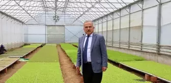 Ordu'nun fide üretim merkezi