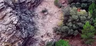 Dağ keçileri doğada böyle görüntülendi