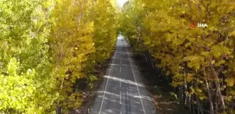 Ağaçların oluşturduğu tünel hayran bırakıyor