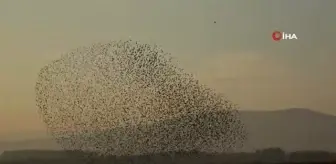 Sığırcık kuşlarının gün batımı dansı hayran bıraktı