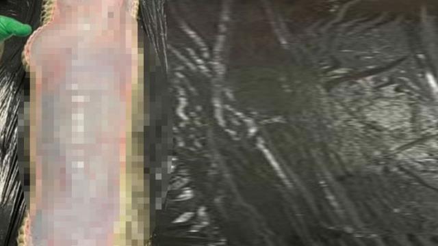 Yılanın karnını açan kadın bilim insanı konuştu! Bir konuda sitemi var