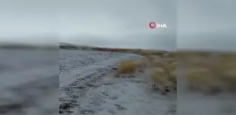 Kara rağmen hayvanlarını otlatmaktan vazgeçmedi