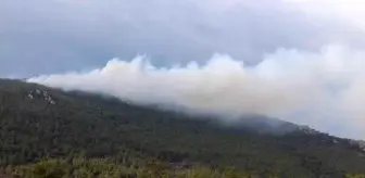 İzmir'de iki ilçede orman yangını