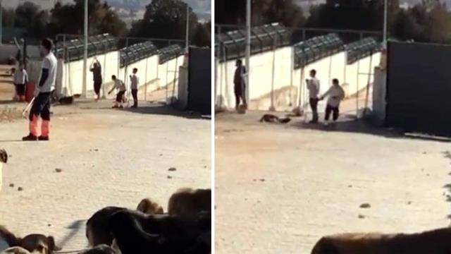 Konya'daki köpek katliamına Emine Erdoğan'dan tepki: Cezasız kalmayacağına inanıyorum Konya'daki köpek katliamına Emine Erdoğan'dan tepki: Cezasız kalmayacağına inanıyorum