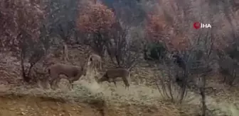 Elazığ'da sürü halinde yaban keçileri görüldü