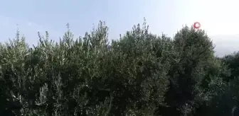 Zeytin hasadının mesaisi sürüyor