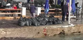 Bodrum'da rüzgar nedeniyle sahile sürüklenen yosunlar temizlendi