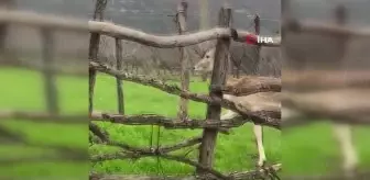 Biga'da karaca köye indi