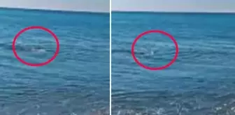 Amatör balıkçı misinasına gelen hayvanı görünce ne yapacağını şaşırdı