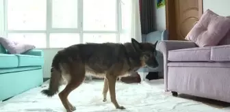 Alman kurdu kırması 'Zeynep', 'hayattaki en yaşlı köpek' unvanına aday