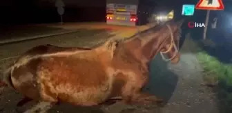 Tırın çarptığı yüz binlerce liralık 2 yarış atı telef oldu