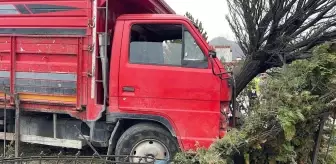 Canlı hayvan taşıyan kamyonet ağaca çarptı: 2 yaralı