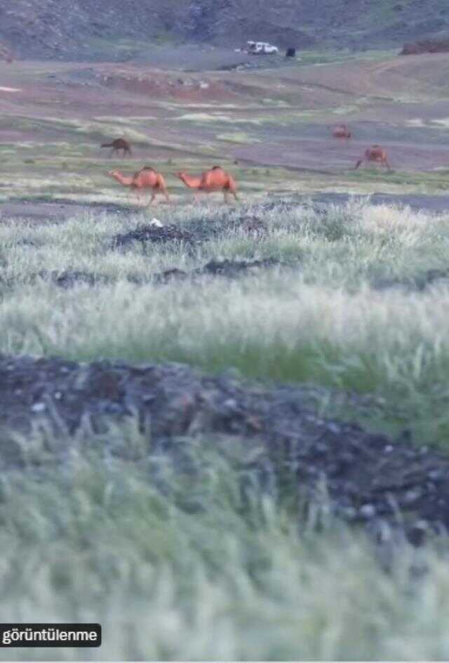 Yağıştan dolayı Mekke ve Medine'nin dağlarının yeşile döndüğü iddiası doğru Yağıştan dolayı Mekke ve Medine'nin dağlarının yeşile döndüğü iddiası doğru