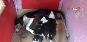 Yavruları ile taksi durağına sığınan köpeğe sahip çıktılar