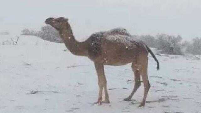 Cezayir'de çöldeki bazı bölgelere kar yağdı Cezayir'de çöldeki bazı bölgelere kar yağdı