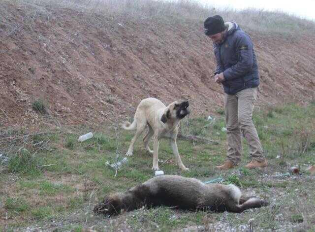 Sokak köpeği, ölen köpeğin başında 1 hafta bekledi