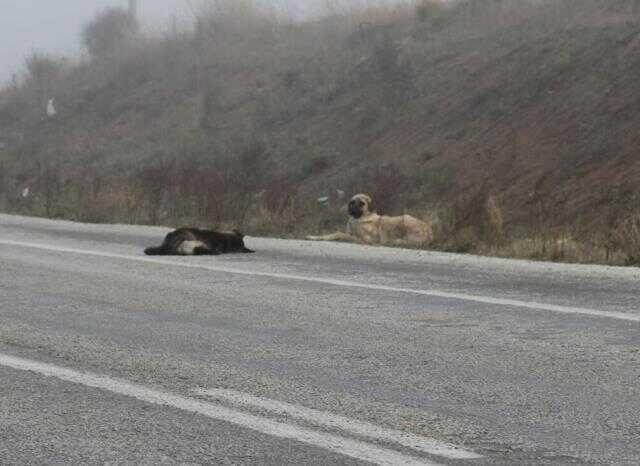 Sokak köpeği, ölen köpeğin başında 1 hafta bekledi