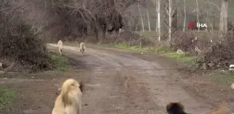 Başıboş köpekler köylünün korkulu rüyası haline geldi