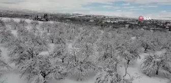 Malatya'da kayısı bahçelerine beyaz gelinlik