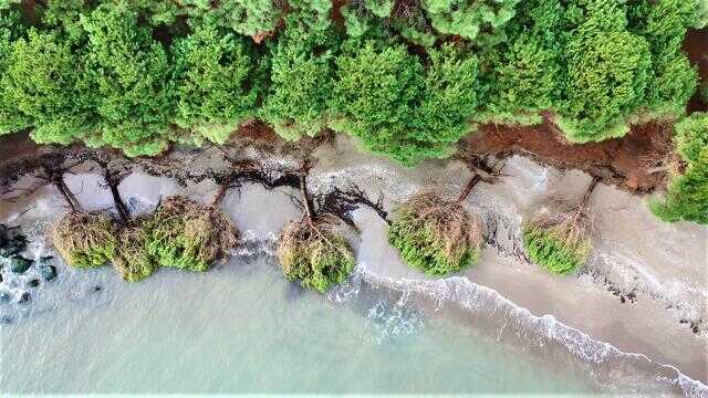 Samsun'da kıyı erozyonu: Hırçın Karadeniz ağaçları kökünden söktü Samsun'da kıyı erozyonu: Hırçın Karadeniz ağaçları kökünden söktü