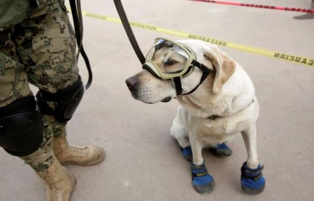 Meksika, 16 kahraman arama-kurtarma köpeğini Türkiye'ye gönderiyor