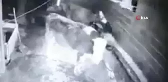 İneklerin deprem tedirginliği güvenlik kamerasına yansıdı