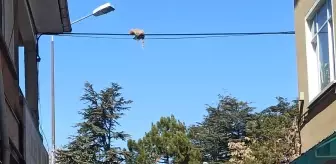 Elektrik tellerinde mahsur kalan kedinin imdadına vatandaşlar yetişti