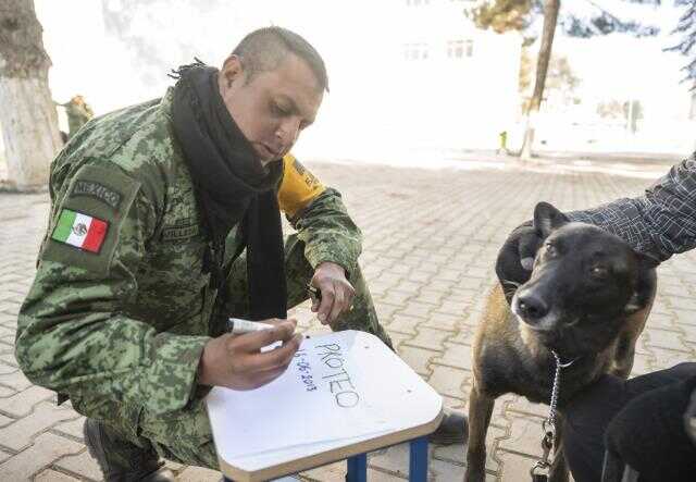 Meksika'nın arama kurtarma köpeği Proteo'nun enkaz altında kalarak öldüğü iddiası yanlış