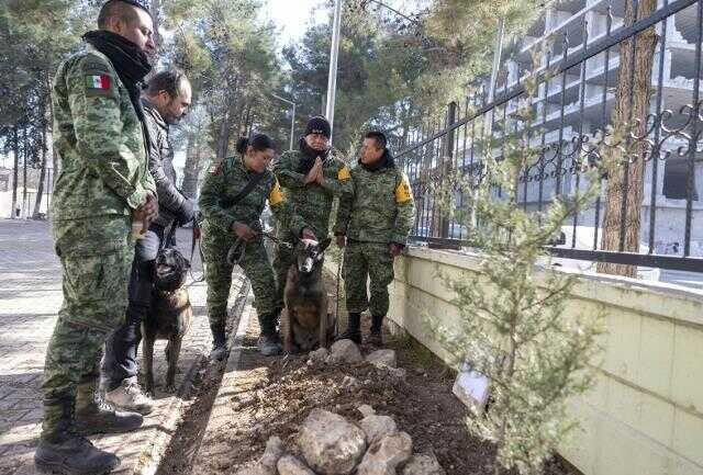 Meksika'nın arama kurtarma köpeği Proteo'nun enkaz altında kalarak öldüğü iddiası yanlış