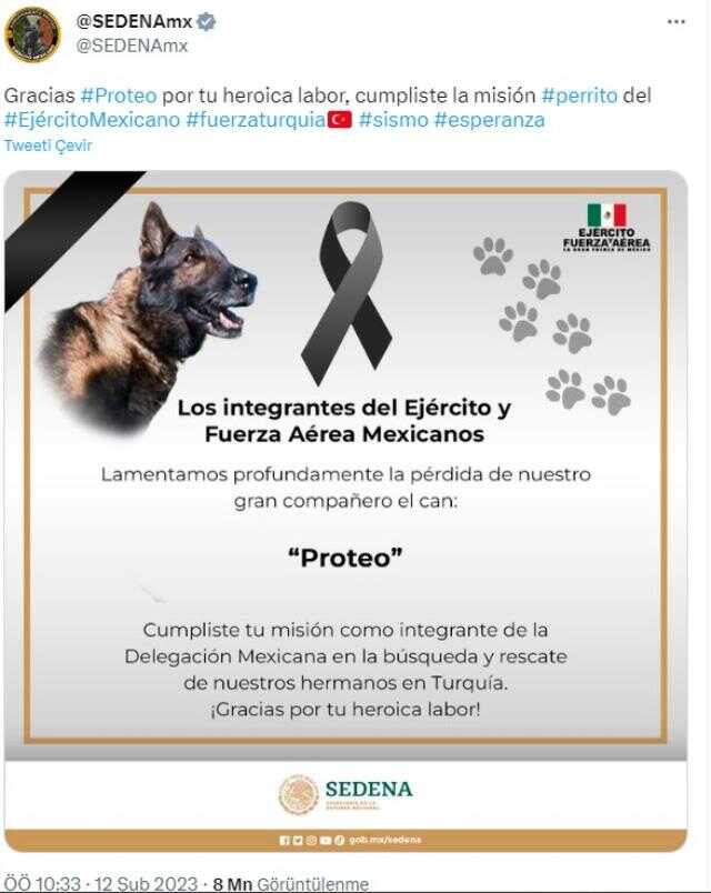 Meksika'nın arama kurtarma köpeği Proteo'nun enkaz altında kalarak öldüğü iddiası yanlış