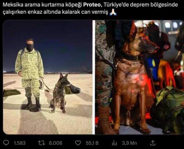 Meksika'nın arama kurtarma köpeği Proteo'nun enkaz altında kalarak öldüğü iddiası yanlış
