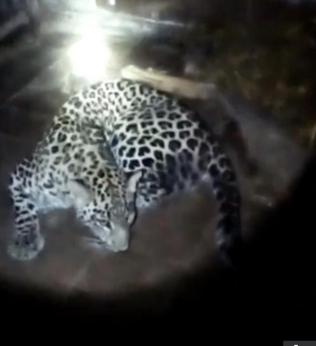 Kafesinden kaçan leopar önüne gelene saldırdı: 6 yaralı, 1 ölü