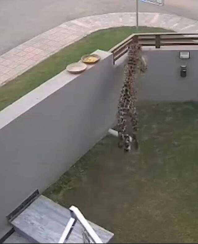 Kafesinden kaçan leopar önüne gelene saldırdı: 6 yaralı, 1 ölü