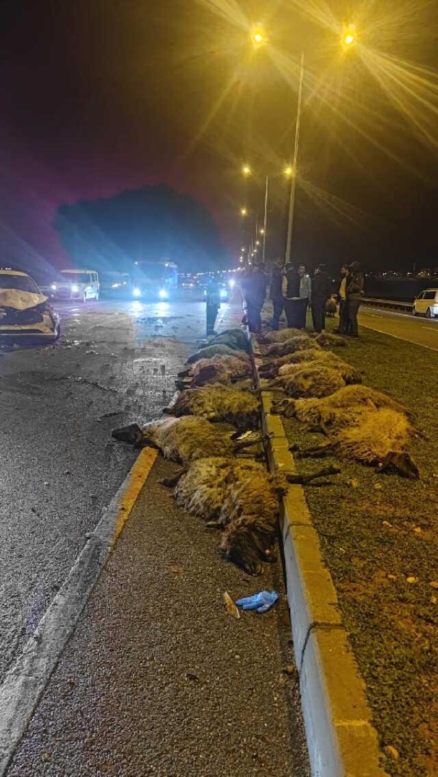 Otomobil sürüye çarptı, sürücü yaralandı! 16 koyun telef oldu