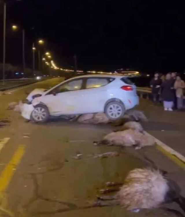 Otomobil sürüye çarptı, sürücü yaralandı! 16 koyun telef oldu