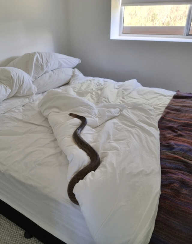Uyumak için yatağına giden kadın, yılanla göz göze geldi