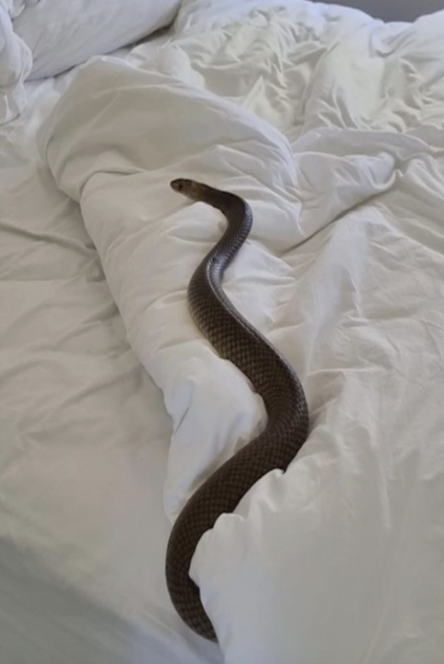 Uyumak için yatağına giden kadın, yılanla göz göze geldi