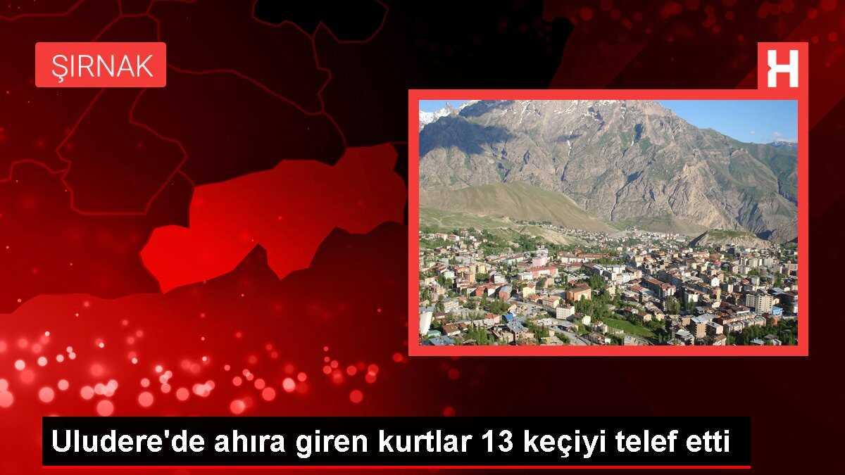 Uludere'de ahıra giren kurtlar 13 keçiyi telef etti